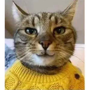 poncho_le_chat_sans_moustaches@diaspora-fr.org