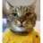 poncho_le_chat_sans_moustaches%40diaspora-fr.org