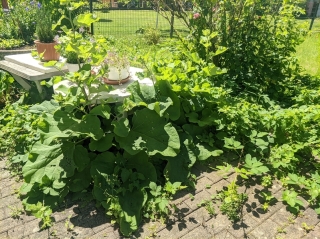 Garten-Wege_Leubsdorf-28-06-2024_23.jpg