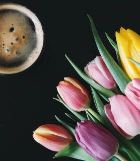 tulips@2x.jpg