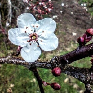 Bythe