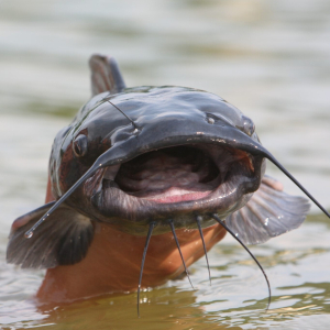Catfish [she/her]