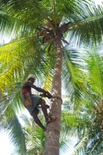 Foto ansehen WEBSITE/FOTOS/VCDS-Indien